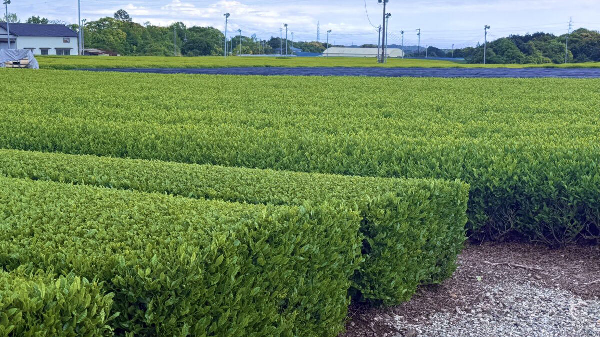 「人手不足を“売上成長”に変える ― 特定技能1号採用と育成で実現する持続的な企業拡大」